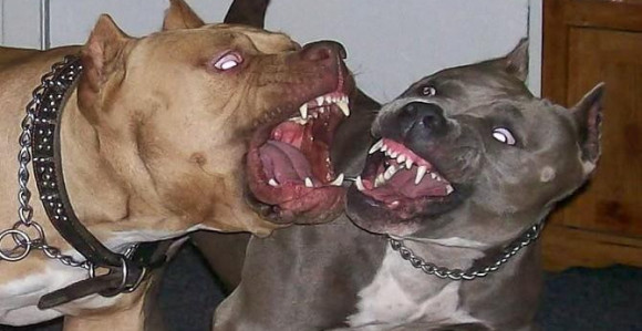 Dva razjarena pit bula zaklala komšiju!