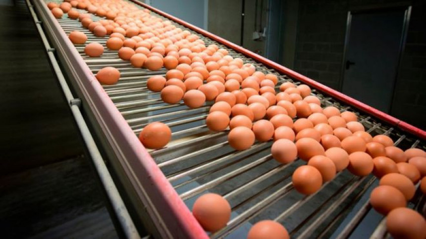 20 tona "otrovnih" jaja u Danskoj