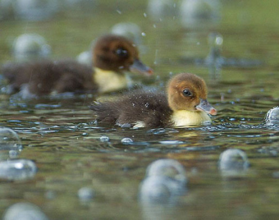 Oblačno uz slabu kišu, temperatura do 18°C