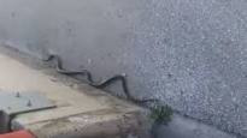 Најезда змија у Сарајеву