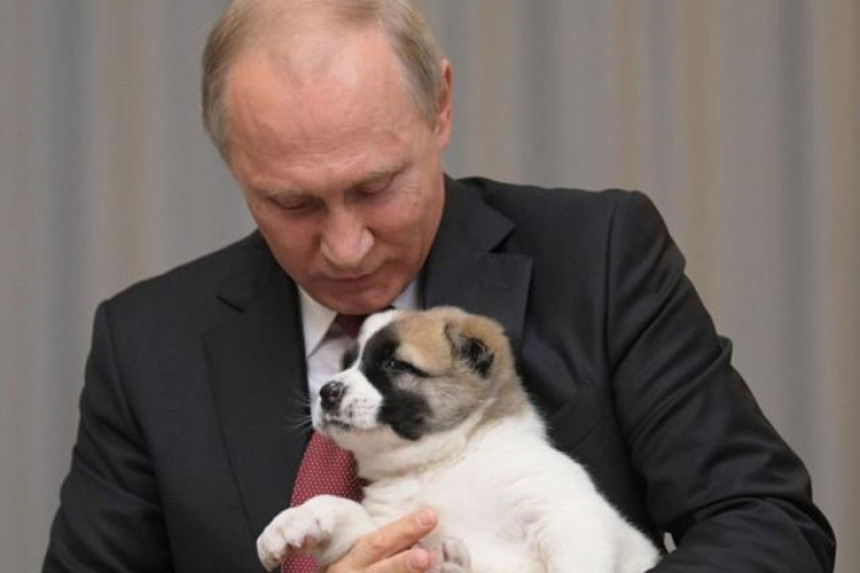 Putinu za rođendan - štene