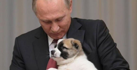 Putinu za rođendan - štene