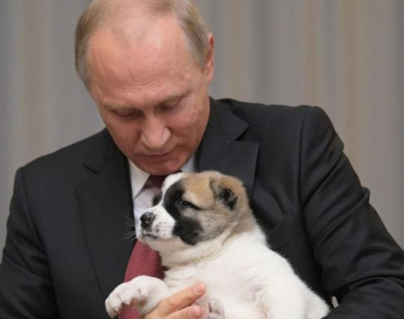 Putinu za rođendan - štene