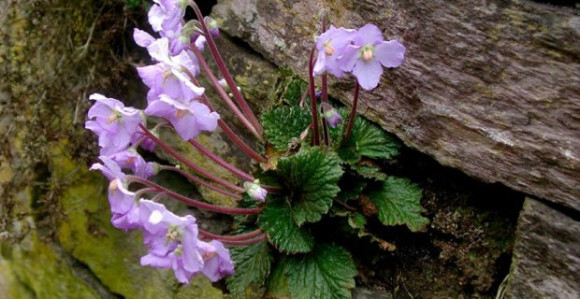 Nosi se danas: Šta je Natalijina ramonda?