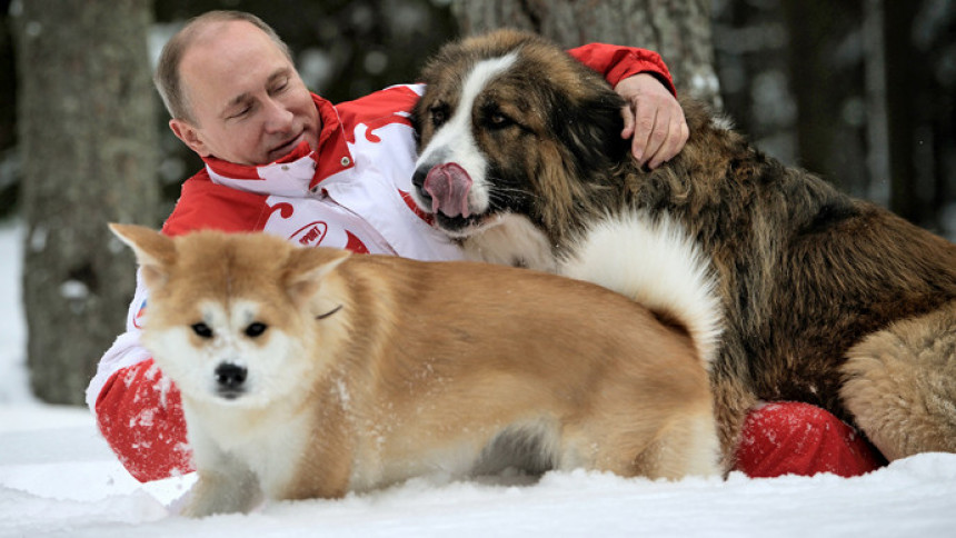 Путин одбио да прими мужјака аките као поклон Јапана