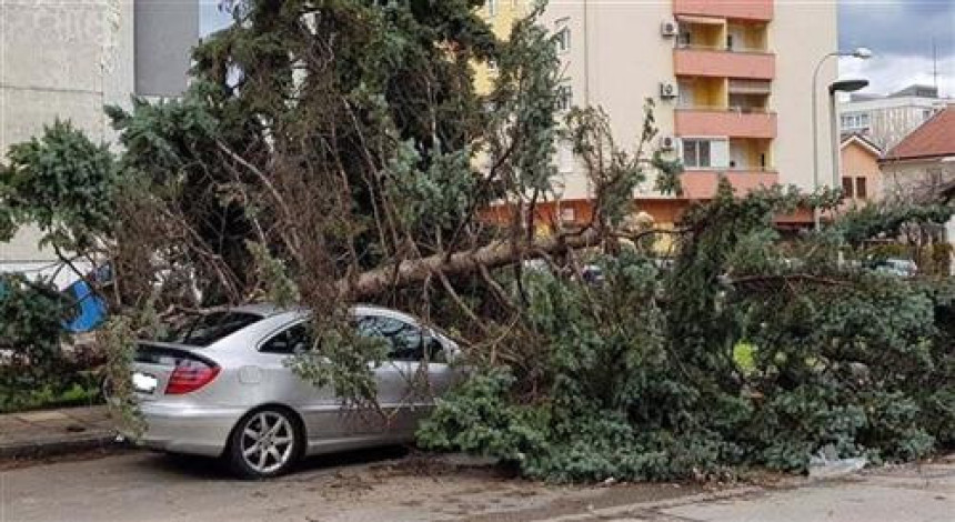 Olujni vjetar oborio stabla