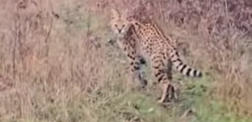 Divlja mačka iz Afrike luta Hrvatskom! (video)