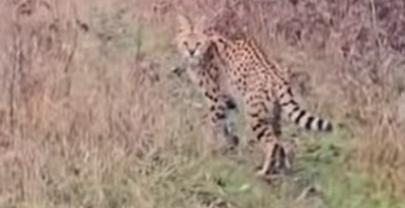Divlja mačka iz Afrike luta Hrvatskom! (video)