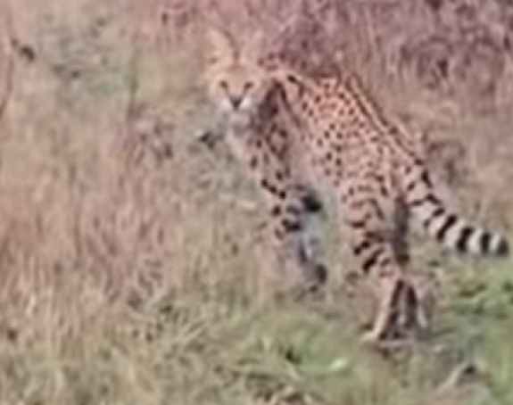 Divlja mačka iz Afrike luta Hrvatskom! (video)