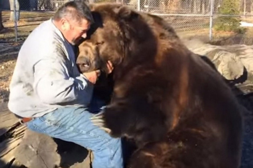 Medved od 700 kilograma-velika maza