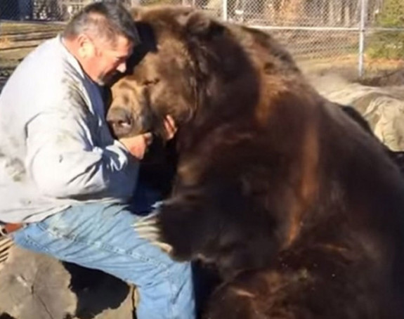 Медвед од 700 килограма-велика маза