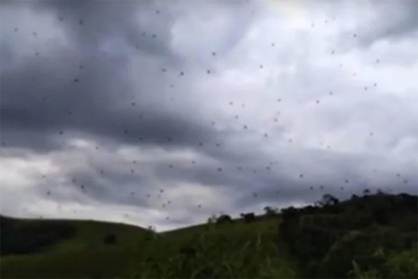 U Brazilu padala ''kiša" paukova