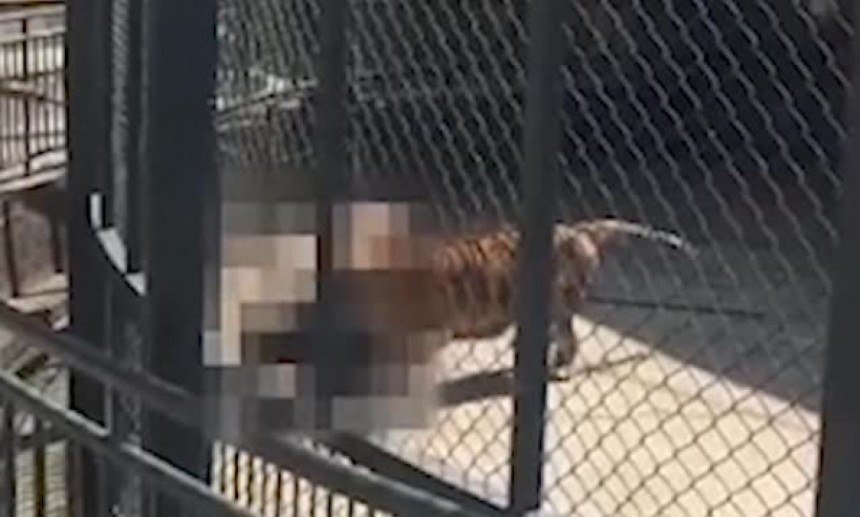 Tigar rastrgao čuvara u zoo vrtu