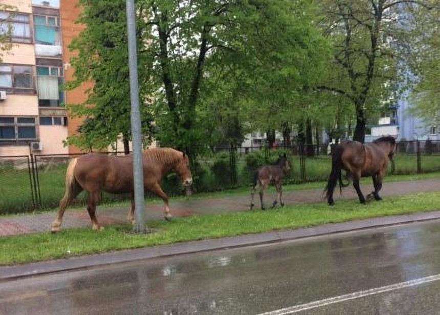 Коњи у шетњи Бањалуком