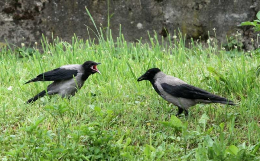 Vrane krvnički napale djevojke