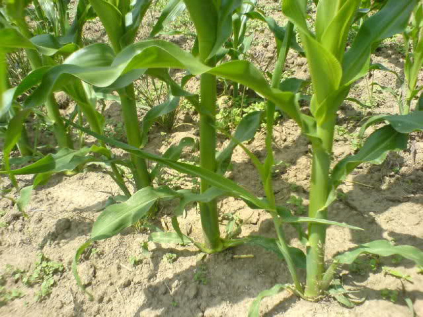 Zalihe vlage su na minimumu 