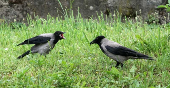 Vrane krvnički napale djevojke