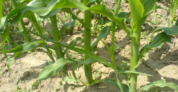 Zalihe vlage su na minimumu 