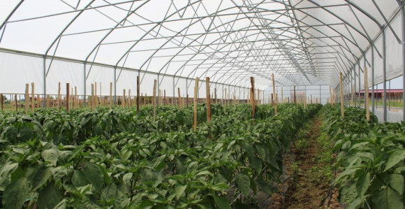 Роми у Бијељини добили пластеник 