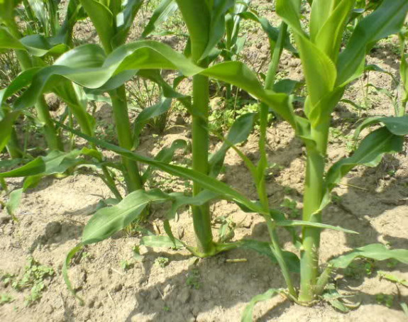 Zalihe vlage su na minimumu 