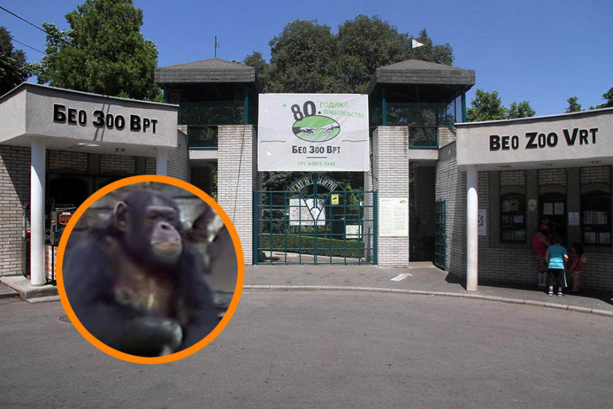 80. rođendan "Beo zoo vrta": Stižu i pingvini