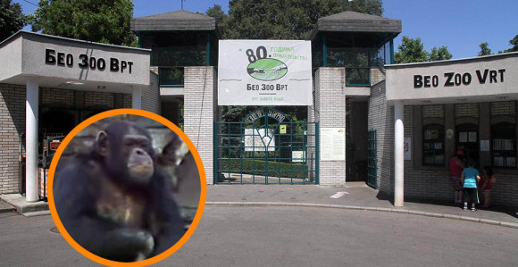 80. rođendan "Beo zoo vrta": Stižu i pingvini
