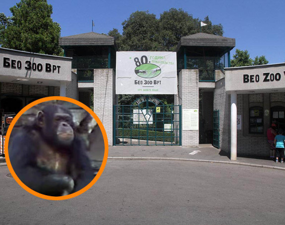 80. rođendan "Beo zoo vrta": Stižu i pingvini