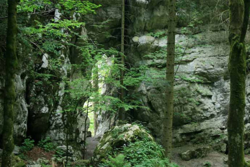 U šumi pronađeni mrtvi migranti