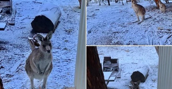 Zima u Australiji: Kenguri uživaju u snježnoj idili 
