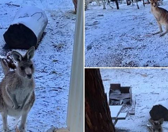 Zima u Australiji: Kenguri uživaju u snježnoj idili 