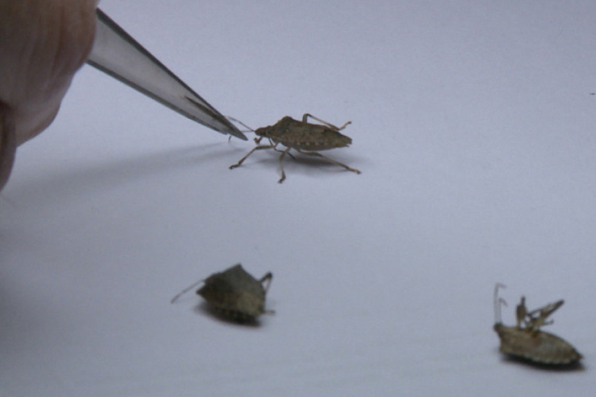 Bube okupirale, a novca nigdje