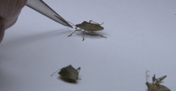 Bube okupirale, a novca nigdje