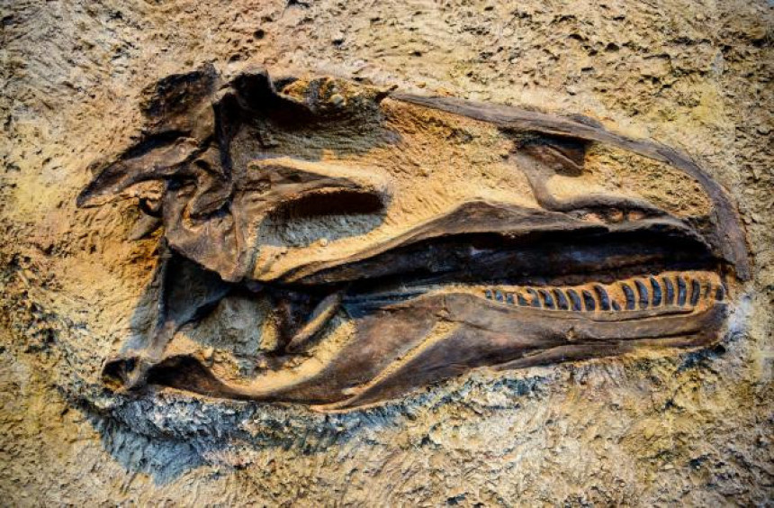 Pronađen fosil "najnesrećnijeg dinosaurusa na svijetu"