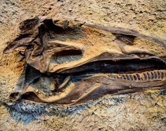 Пронађен фосил "најнесрећнијег диносауруса на свијету"