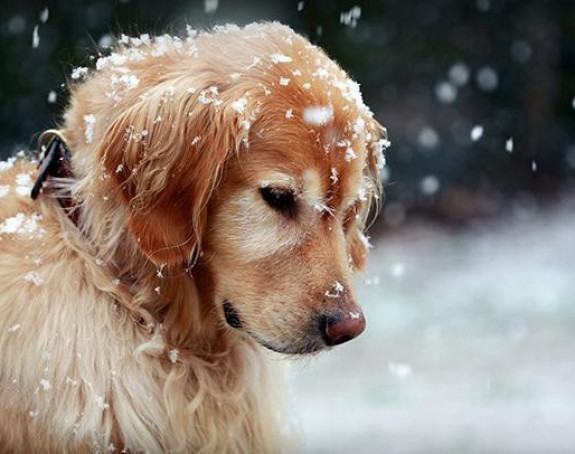 Lutalice dočekuju zimu u skloništima