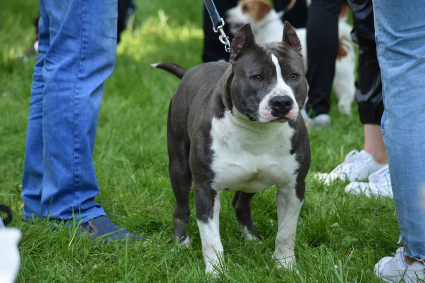 Ozbiljni psi, mekog srca