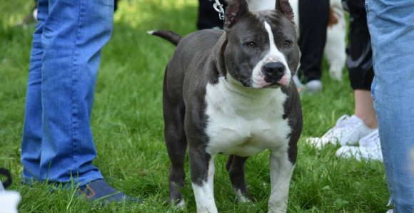 Ozbiljni psi, mekog srca