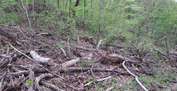 Srbija: Muškarac poginuo tokom sječe drva