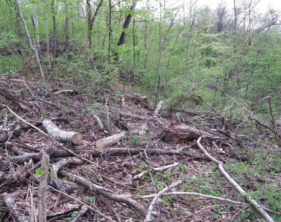 Србија: Мушкарац погинуо током сјече дрва