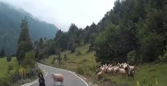 Ni čuvanje ovaca nije kao nekada...