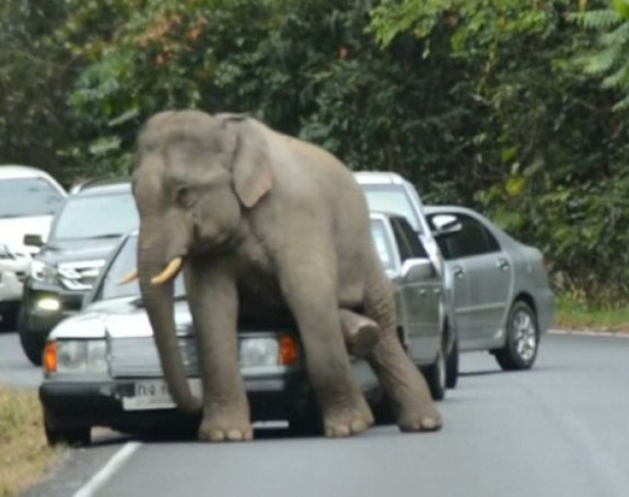 Kina: Slon oštetio vozila na autoputu