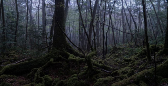 Japan: Šuma užasa i samoubica 
