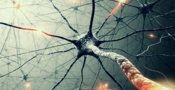 Mozak posle 13. godine ne proizvodi neurone za pamćenje?