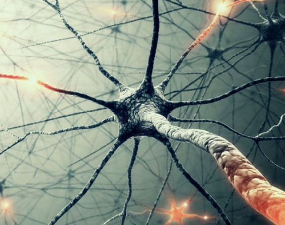 Mozak posle 13. godine ne proizvodi neurone za pamćenje?