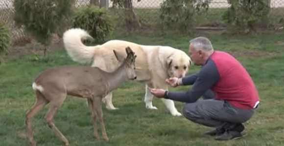 Porodica udomila mladunče srne