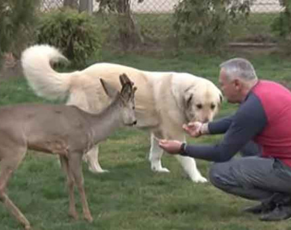 Porodica udomila mladunče srne