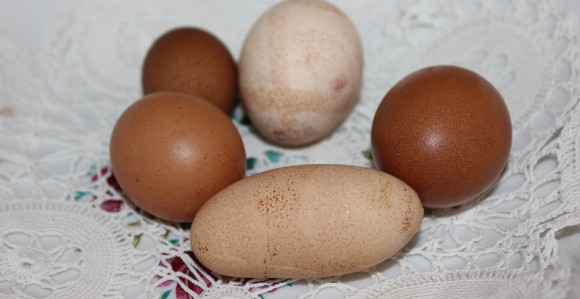 U Trebinju pijetao nosi neobična jaja?!