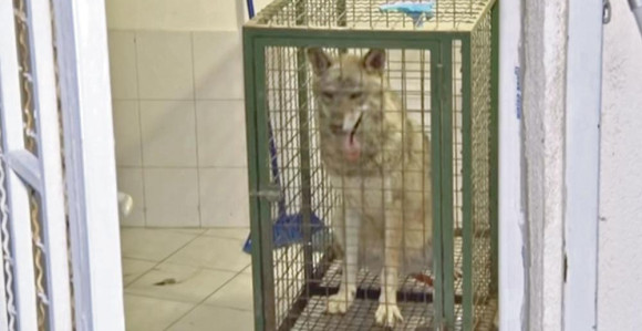 Izgubljena vučica dobila svoj kavez 