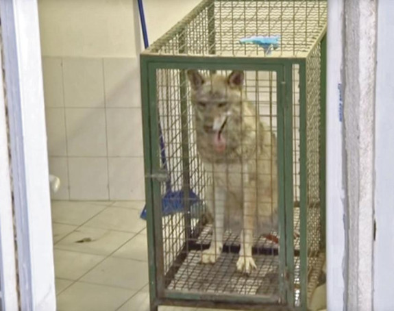 Izgubljena vučica dobila svoj kavez 