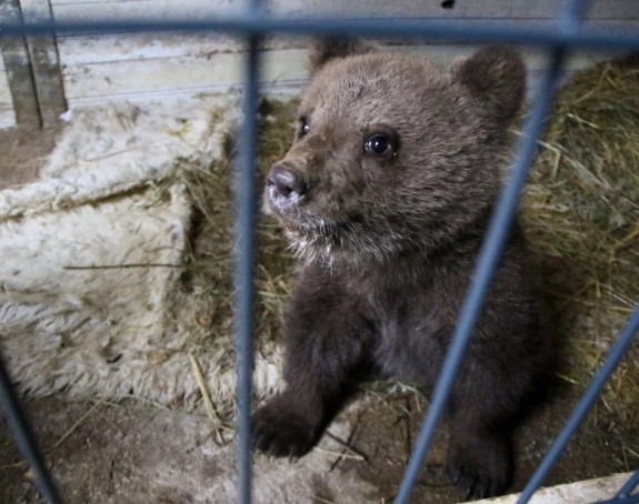 Mještani spasili mladunče mede